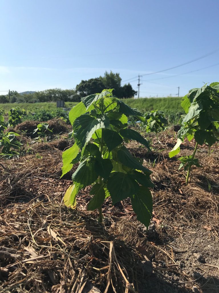 えごまを育てる 7月 8月 3つのトラブル 芽が出ない 植え替え用の苗がない 水がない えごまそばプロジェクト 日本初 えごま 蕎麦と黒ごま素麺の舶来堂