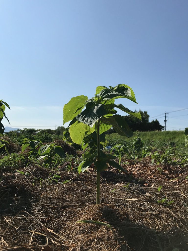 えごまを育てる 7月 8月 3つのトラブル 芽が出ない 植え替え用の苗がない 水がない えごまそばプロジェクト 日本初 えごま 蕎麦と黒ごま素麺の舶来堂