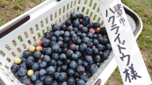 オーガニックブルーベリー農園のブルーベリーオーナーになりました！