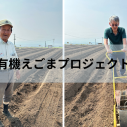 エゴマの種まき／国産有機えごまプロジェクト（2025年6月30日）