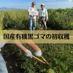 国産有機黒ゴマの初収穫（2025年9月30日）