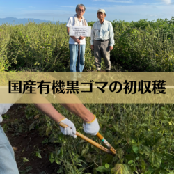 県内初!国産(長崎県産)有機JAS黒ゴマの生産に成功!(株式会社ハクライドウ)