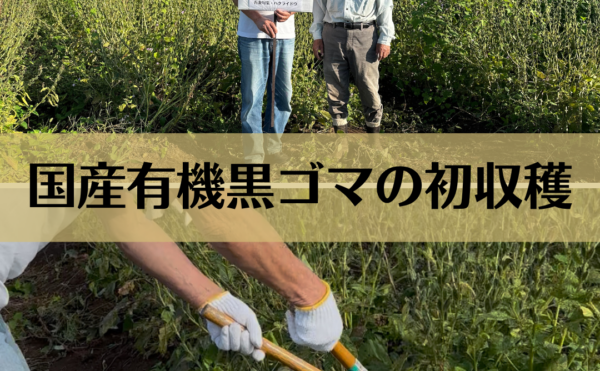 国産有機黒ゴマの初収穫（2025年9月30日）