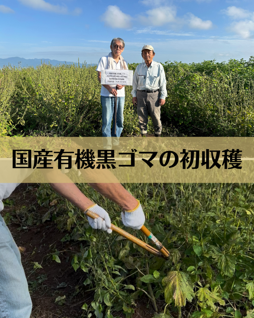 国産有機黒ゴマの初収穫(2025年9月30日)
